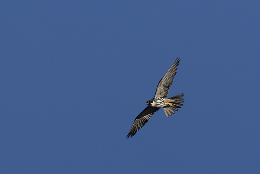 Eurasian Hobby