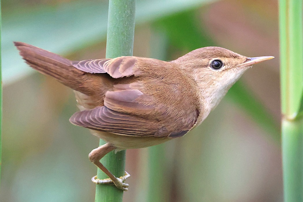 Common Reed Warbler