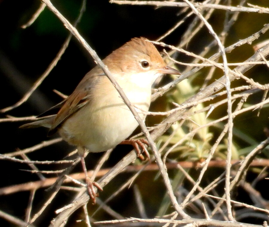 Common Whitethroat