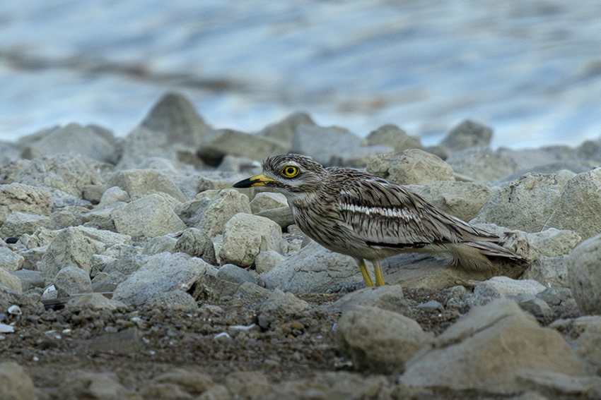 Eurasian Stone-curlew