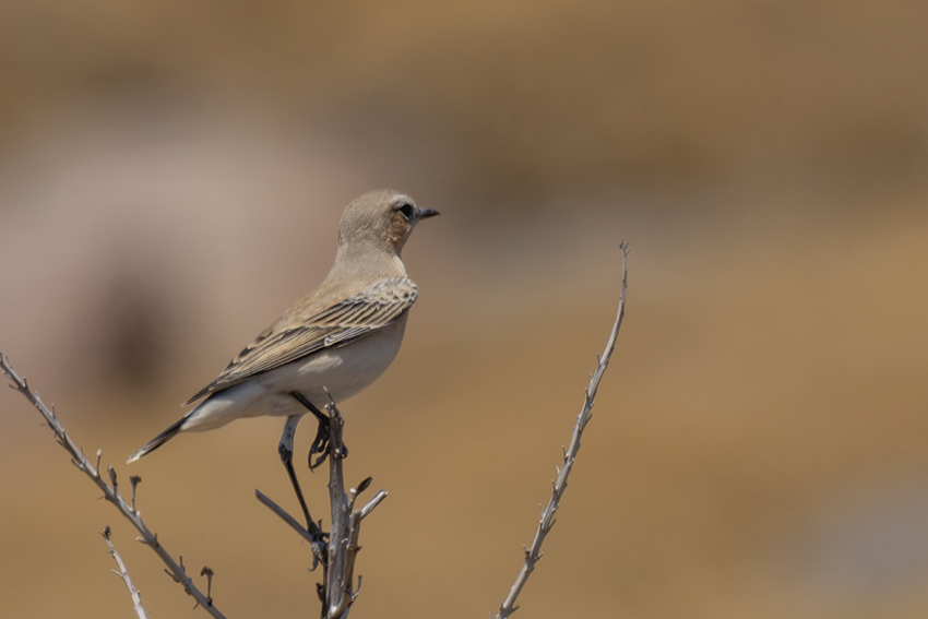 Isabelline Wheatear