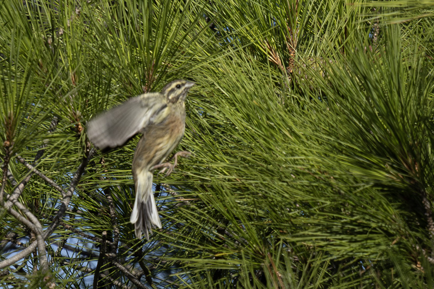 Cirl Bunting