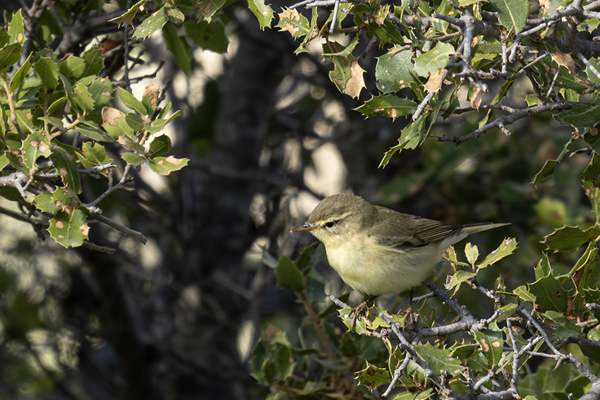 Willow Warbler
