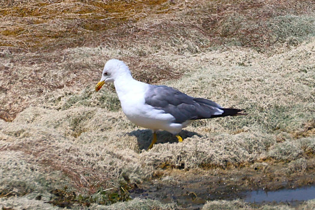 Armenian Gull