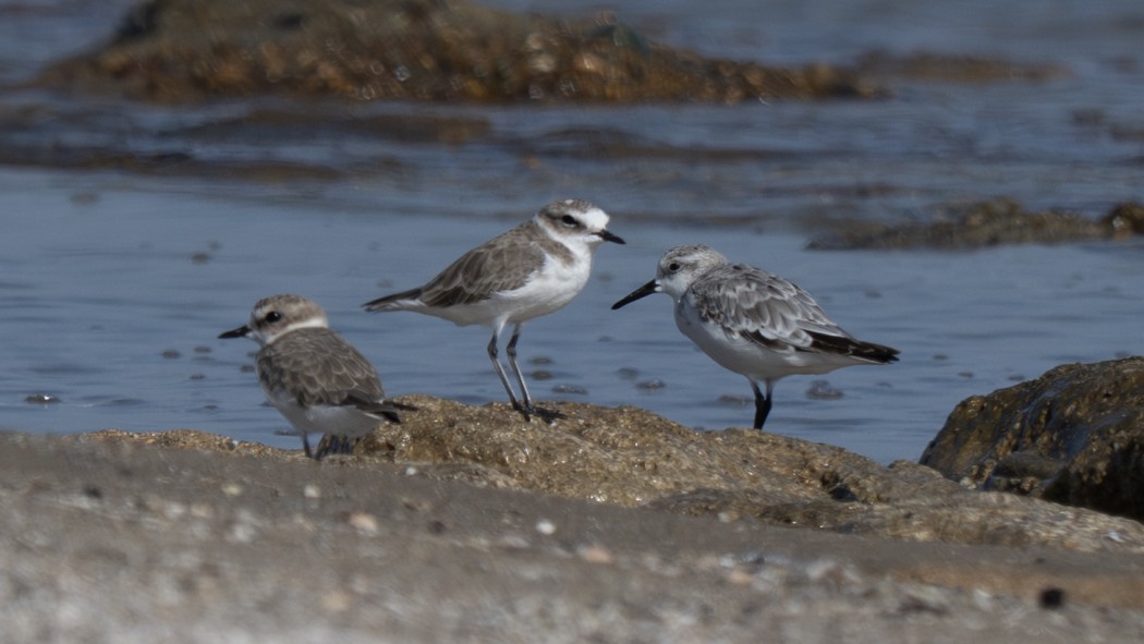 Kentish Plover