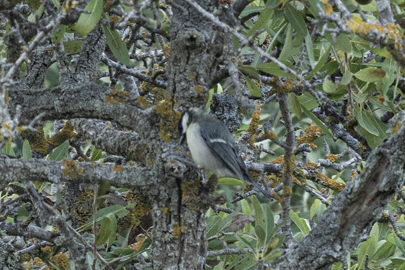Great Tit