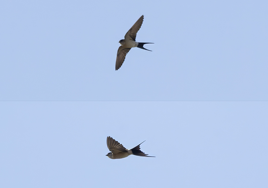 European Red-rumped Swallow