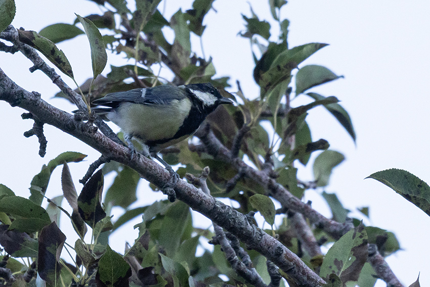 Great Tit