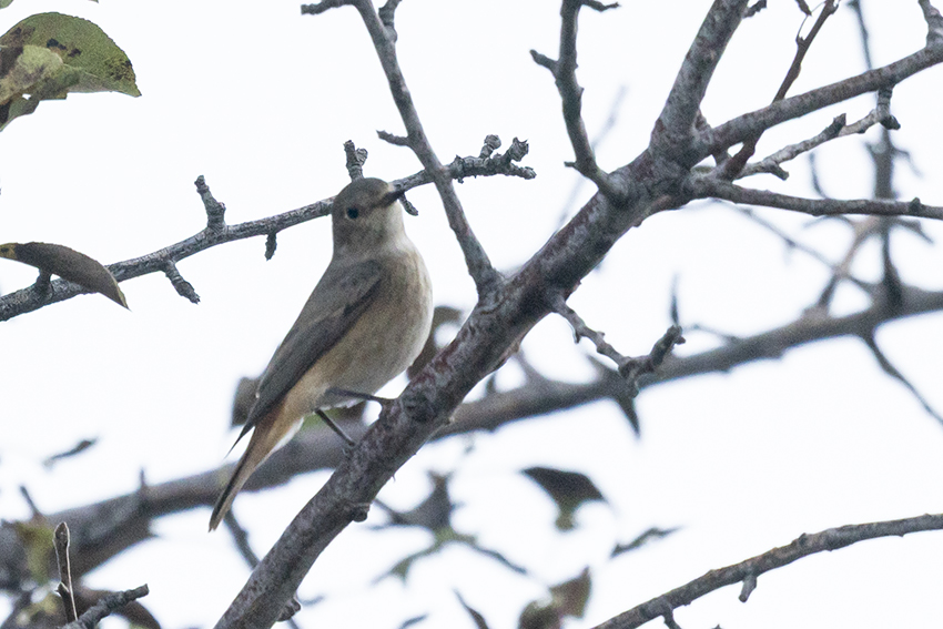 Common Redstart