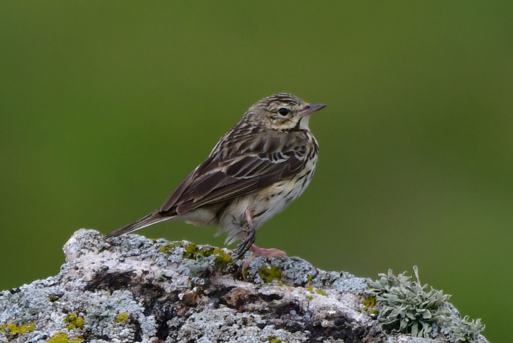 Tree Pipit