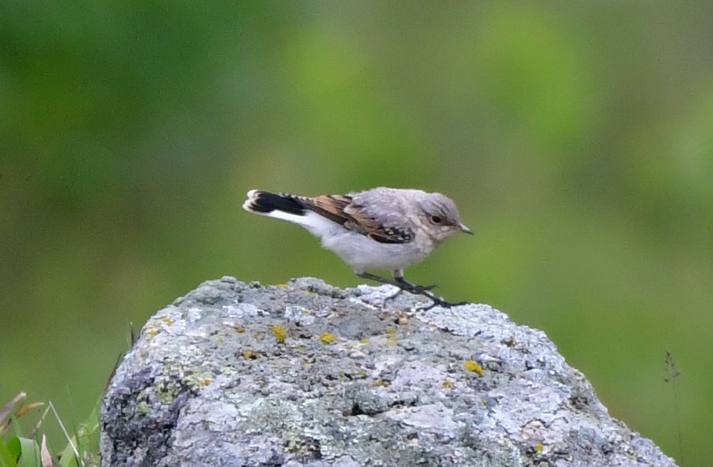 Northern Wheatear