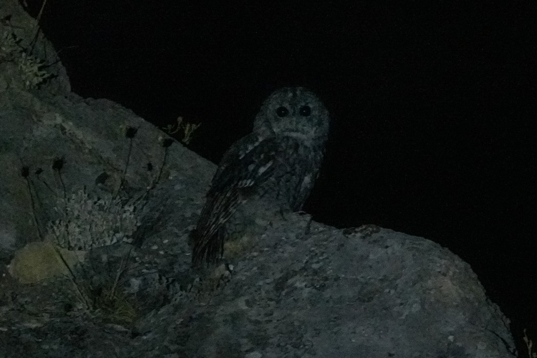 Tawny Owl