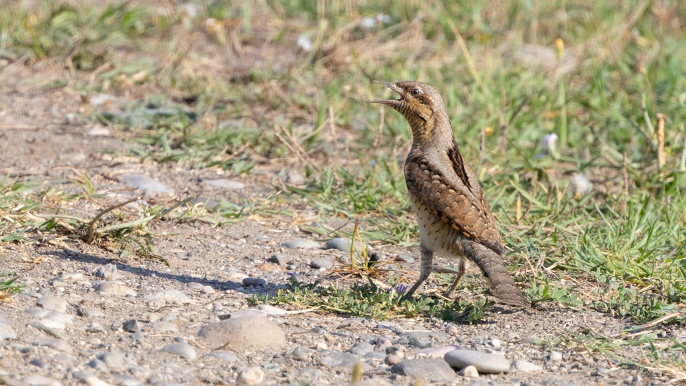 Eurasian Wryneck