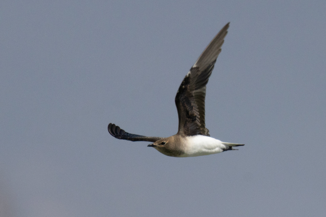Black-winged Pratincole