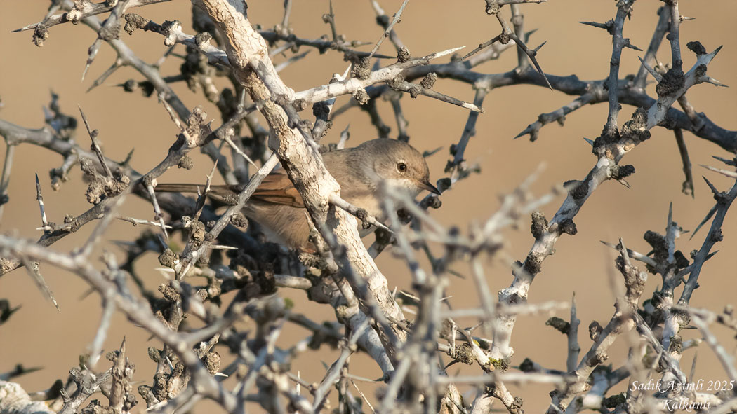 Common Whitethroat