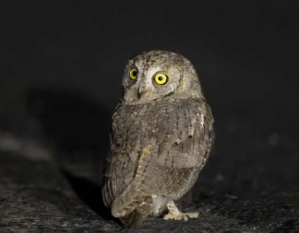 Eurasian Scops Owl