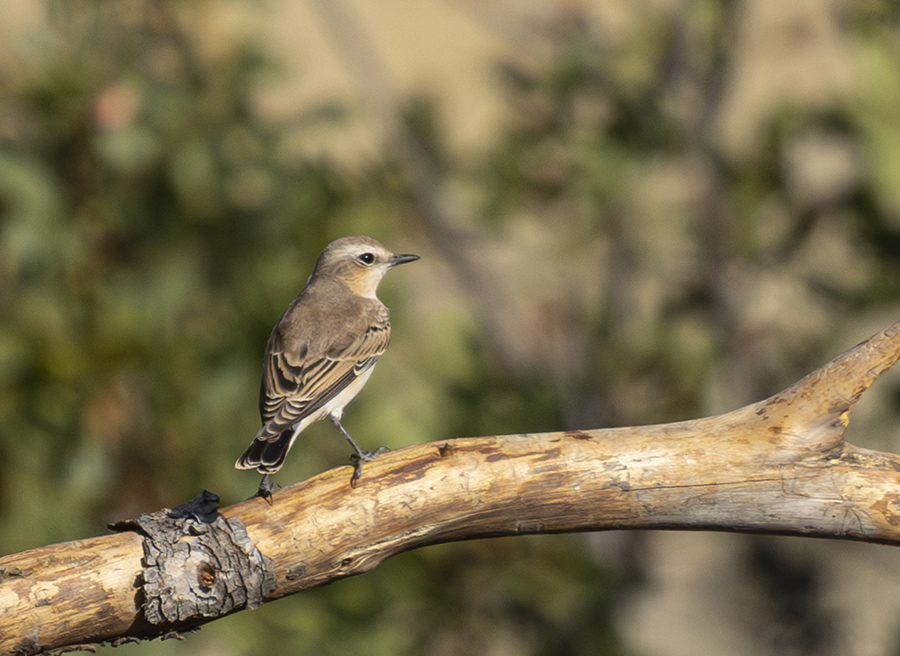 Northern Wheatear