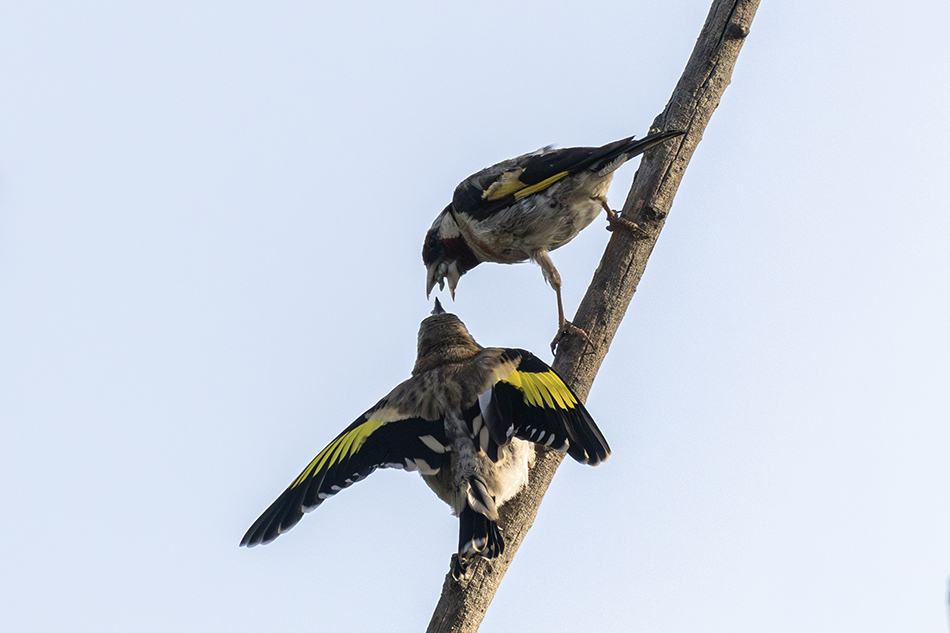 European Goldfinch