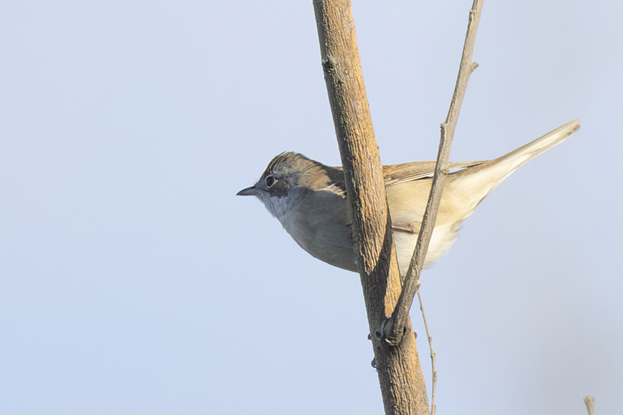 Common Whitethroat