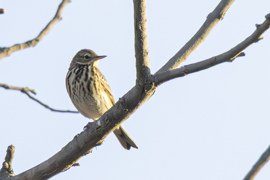 Tree Pipit