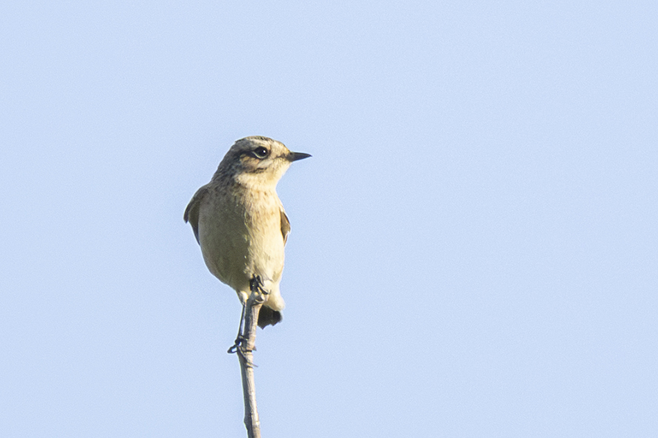 Whinchat