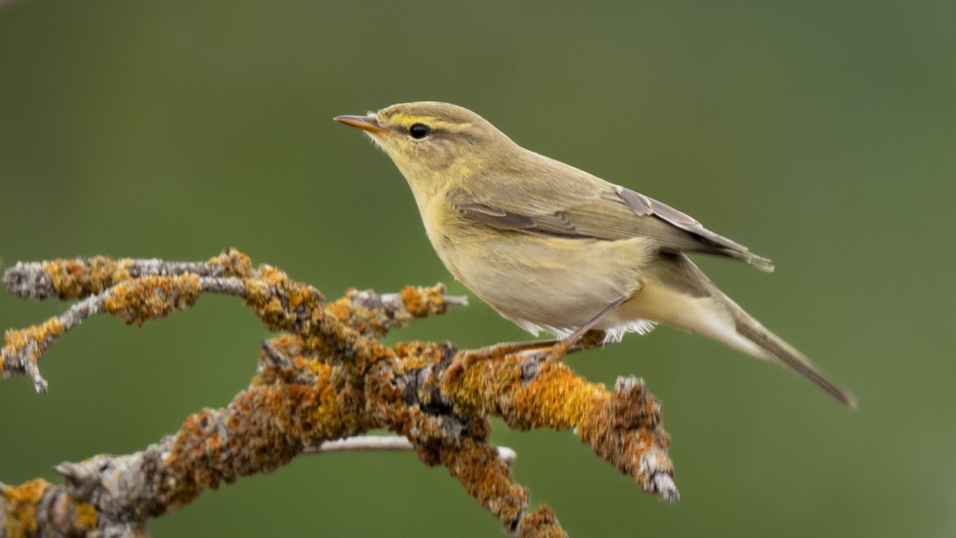 Willow Warbler