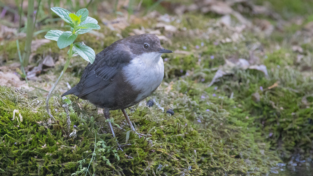 White-throated Dipper