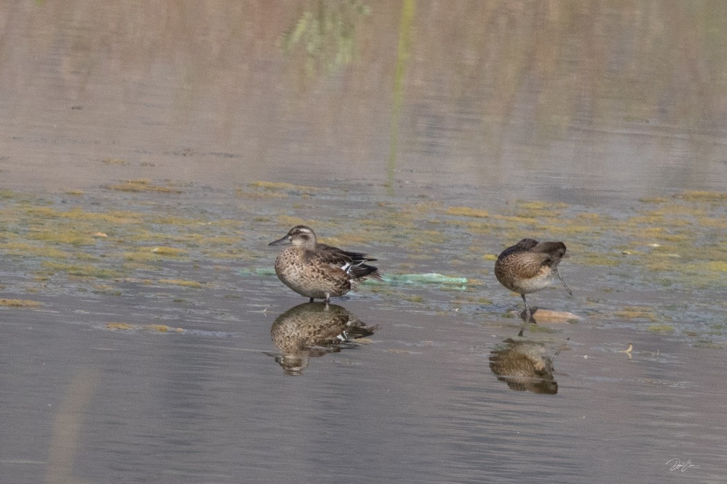 Garganey