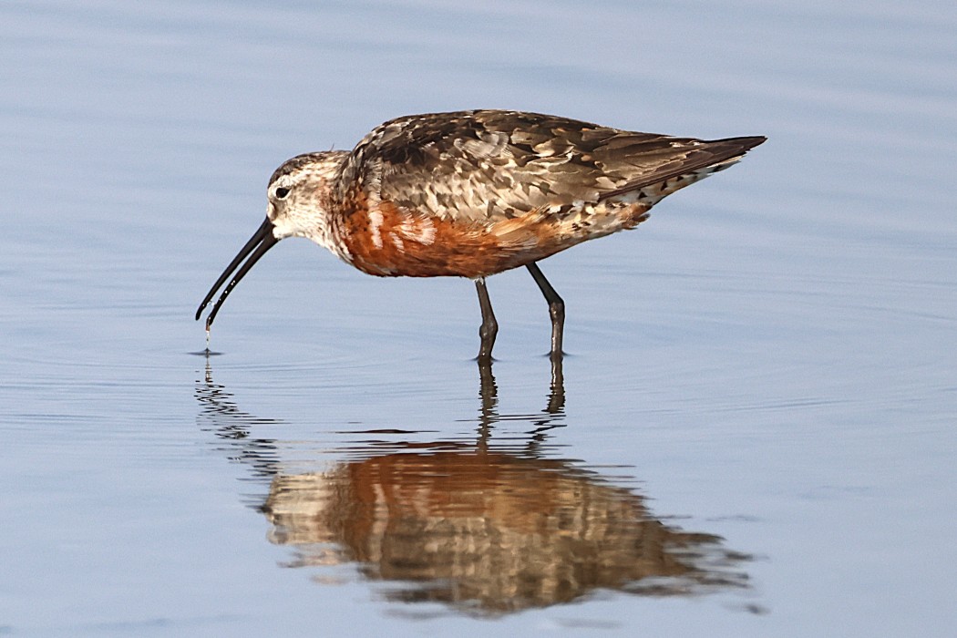 Curlew Sandpiper