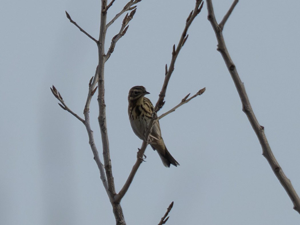Tree Pipit