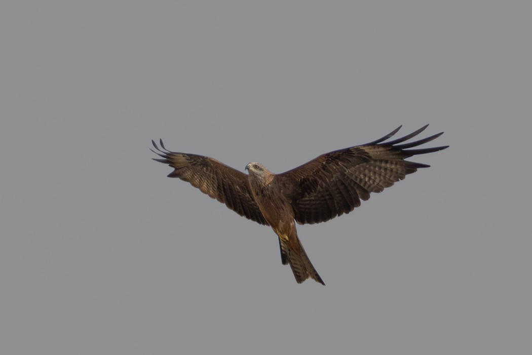 Black Kite
