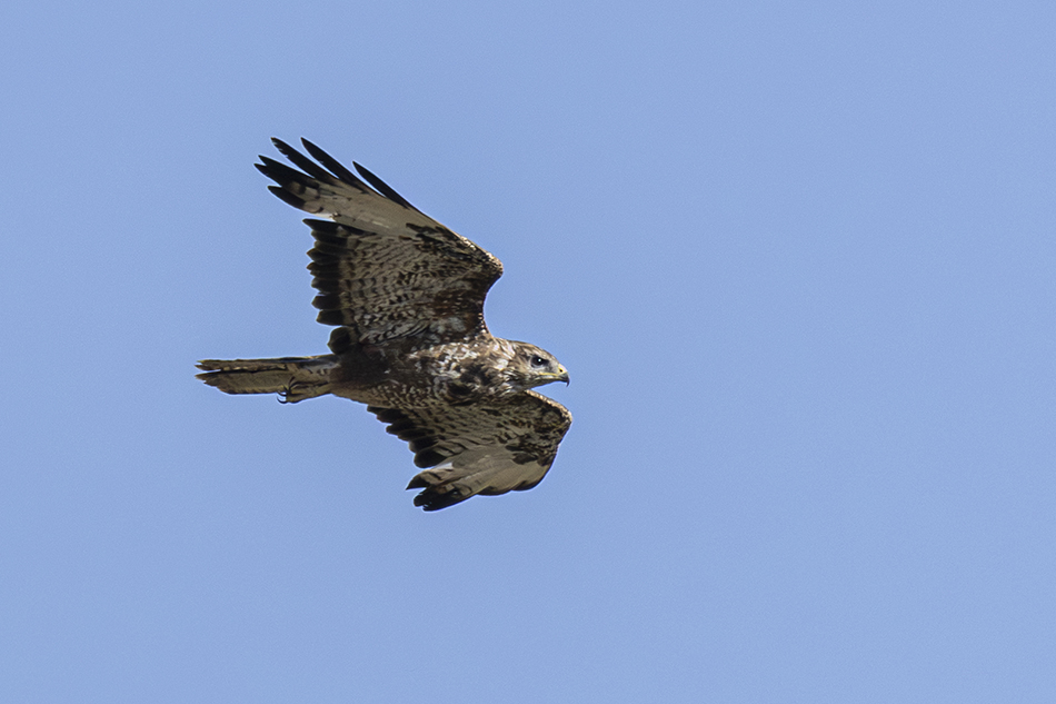 Common Buzzard