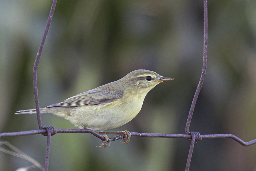 Willow Warbler