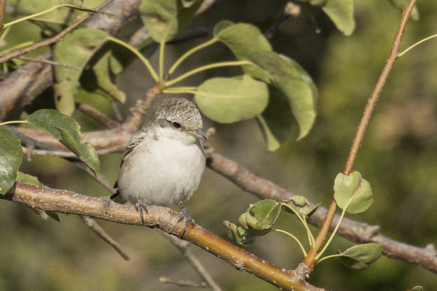 Masked Shrike