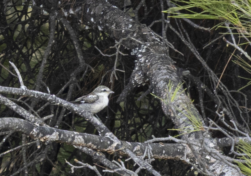 Masked Shrike