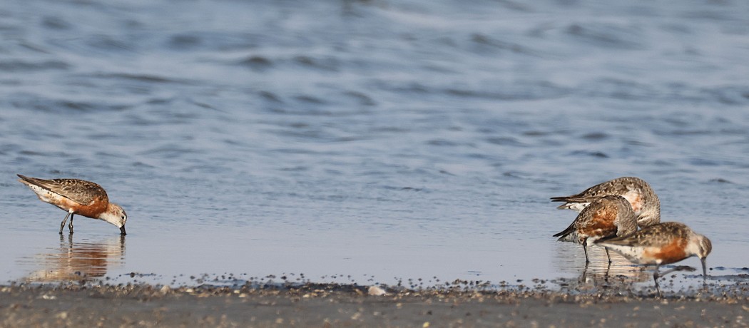 Curlew Sandpiper