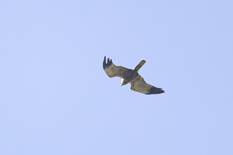 Western Marsh Harrier
