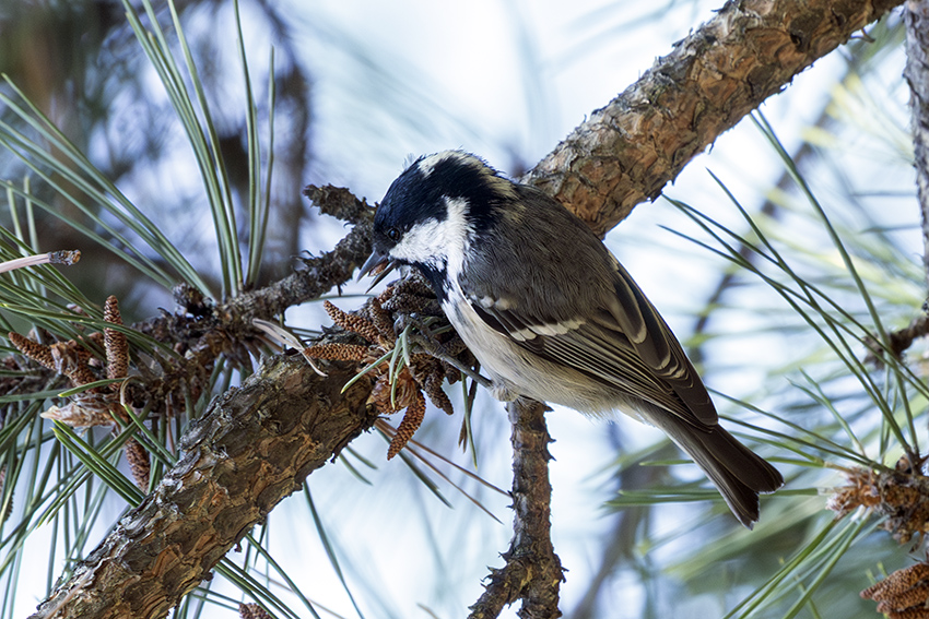 Coal Tit
