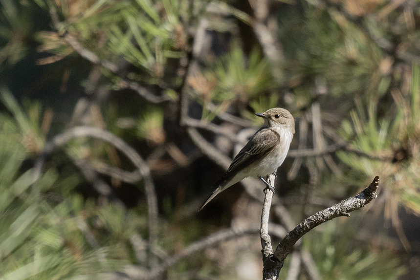 Spotted Flycatcher