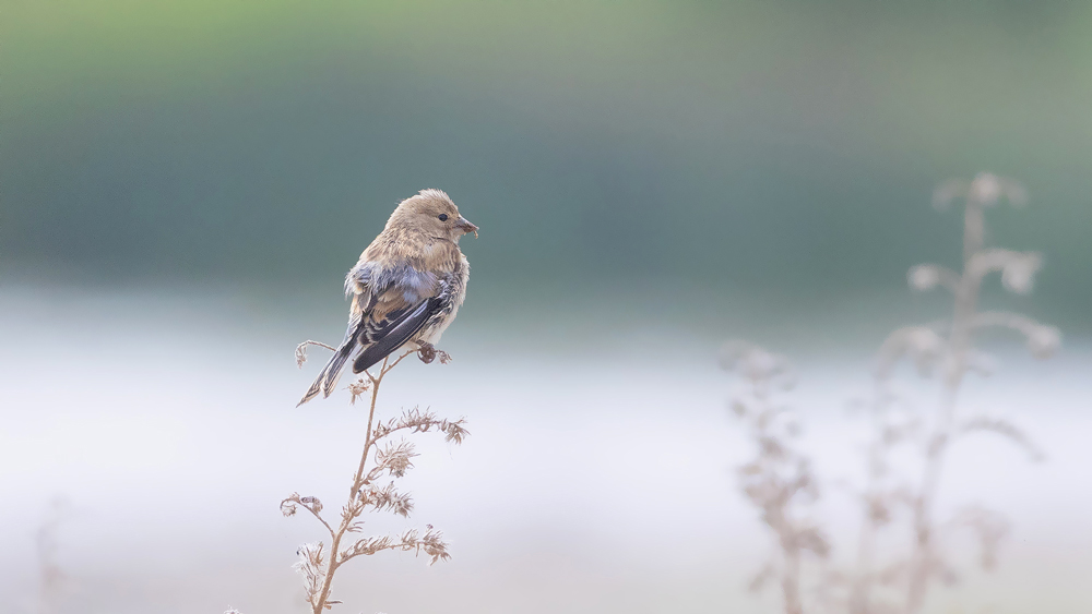 Common Linnet