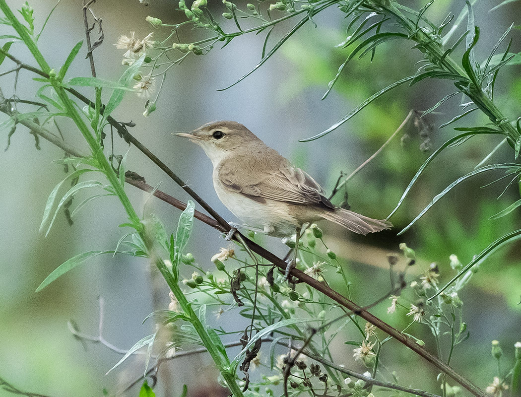 Booted Warbler