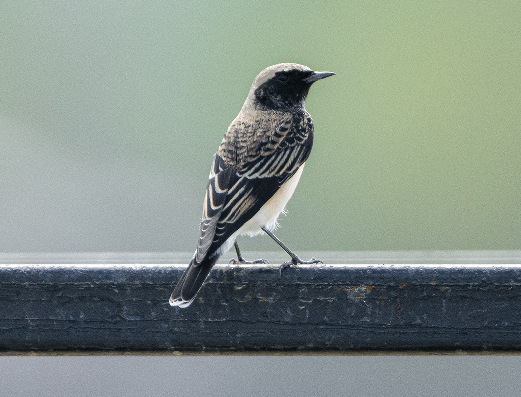 Pied Wheatear