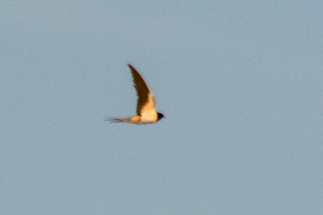 Barn Swallow