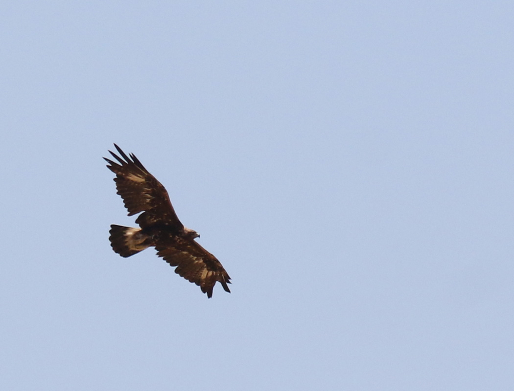 Golden Eagle