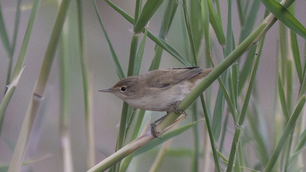Common Reed Warbler