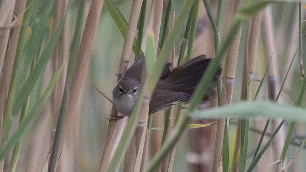 Cetti`s Warbler