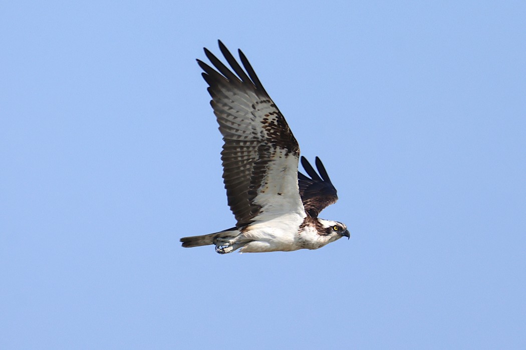 Osprey
