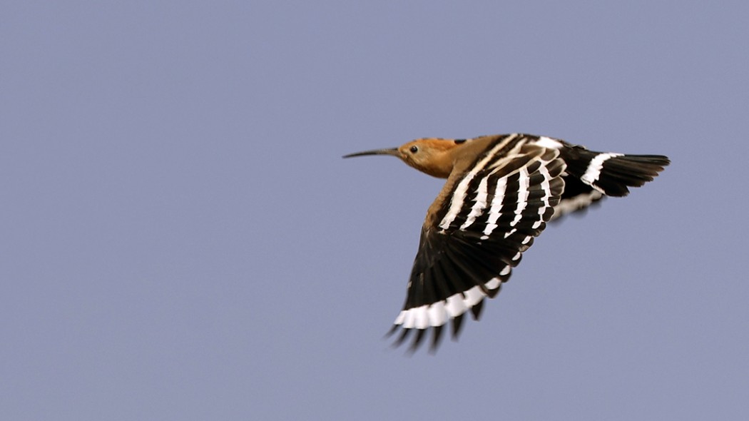 Common Hoopoe