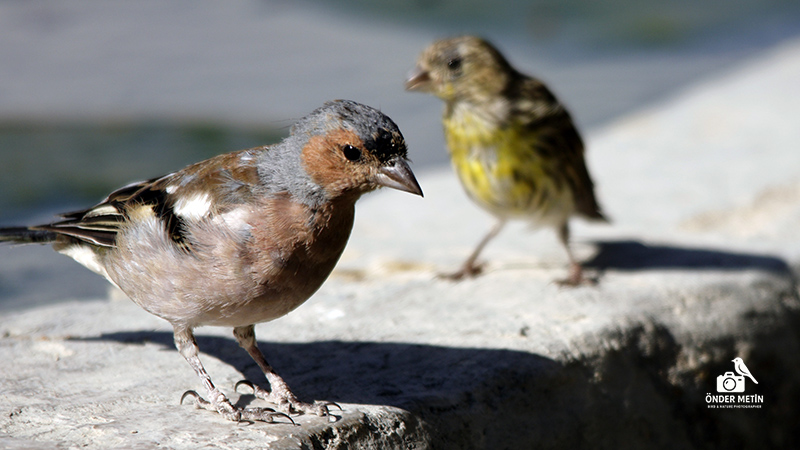 Eurasian Chaffinch