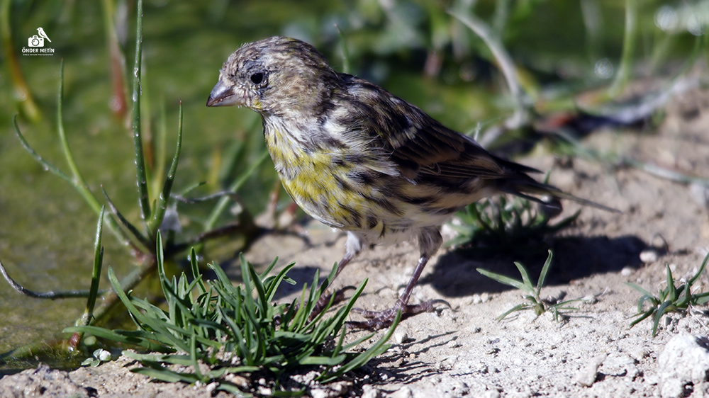 European Serin